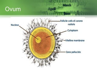 Ovum
 