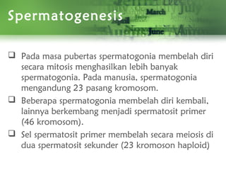 Spermatogenesis
 Pada masa pubertas spermatogonia membelah diri
secara mitosis menghasilkan lebih banyak
spermatogonia. Pada manusia, spermatogonia
mengandung 23 pasang kromosom.
 Beberapa spermatogonia membelah diri kembali,
lainnya berkembang menjadi spermatosit primer
(46 kromosom).
 Sel spermatosit primer membelah secara meiosis di
dua spermatosit sekunder (23 kromoson haploid)
 