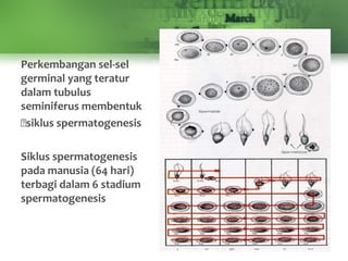 Perkembangan sel-sel
germinal yang teratur
dalam tubulus
seminiferus membentuk
siklus spermatogenesis
Siklus spermatogenesis
pada manusia (64 hari)
terbagi dalam 6 stadium
spermatogenesis
 