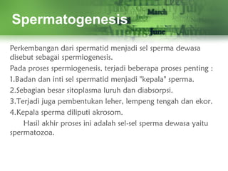 Spermatogenesis
Perkembangan dari spermatid menjadi sel sperma dewasa
disebut sebagai spermiogenesis.
Pada proses spermiogenesis, terjadi beberapa proses penting :
1.Badan dan inti sel spermatid menjadi "kepala" sperma.
2.Sebagian besar sitoplasma luruh dan diabsorpsi.
3.Terjadi juga pembentukan leher, lempeng tengah dan ekor.
4.Kepala sperma diliputi akrosom.
Hasil akhir proses ini adalah sel-sel sperma dewasa yaitu
spermatozoa.
 