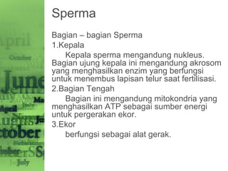 Sperma
Bagian – bagian Sperma
1.Kepala
Kepala sperma mengandung nukleus.
Bagian ujung kepala ini mengandung akrosom
yang menghasilkan enzim yang berfungsi
untuk menembus lapisan telur saat fertilisasi.
2.Bagian Tengah
Bagian ini mengandung mitokondria yang
menghasilkan ATP sebagai sumber energi
untuk pergerakan ekor.
3.Ekor
berfungsi sebagai alat gerak.
 