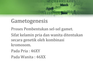 Gametogenesis
Proses Pembentukan sel-sel gamet.
Sifat kelamin pria dan wanita ditentukan
secara genetik oleh kombinasi
kromosom.
Pada Pria : 46XY
Pada Wanita : 46XX
 