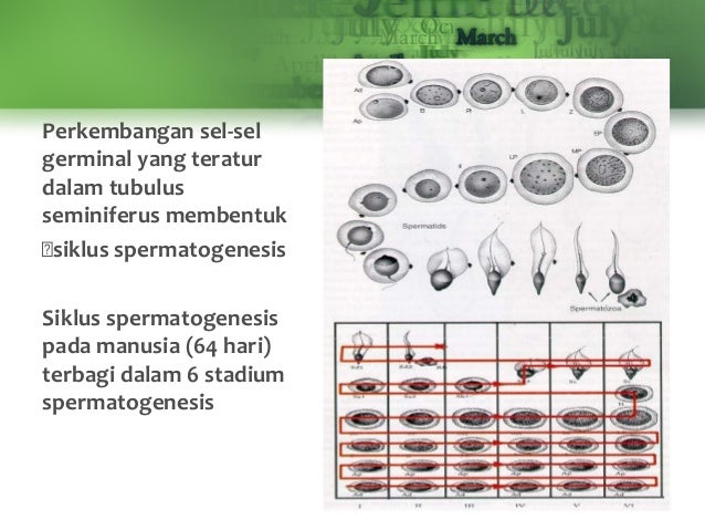 Gametogenesis 70516608