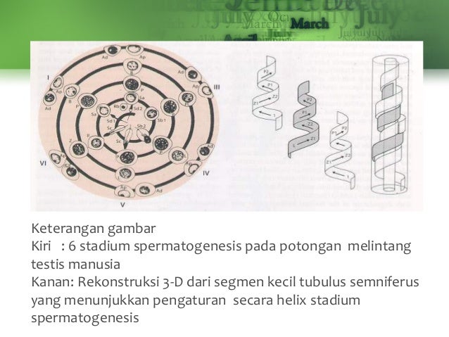 Gametogenesis 70516608