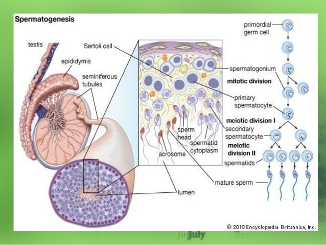 Gametogenesis 70516608