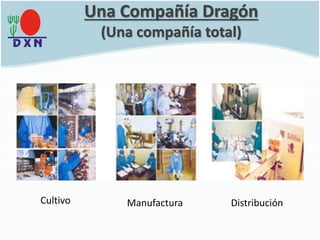 Una Compañía Dragón
(Una compañía total)
Cultivo Manufactura Distribución
 
