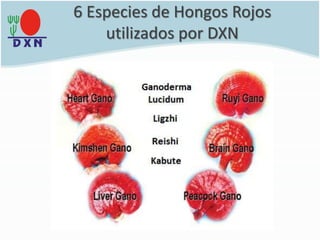 6 Especies de Hongos Rojos
utilizados por DXN
 