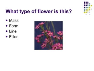 What type of flower is this? Mass Form Line Filler 