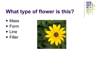 What type of flower is this? Mass Form Line Filler 