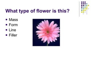 What type of flower is this? Mass Form Line Filler 