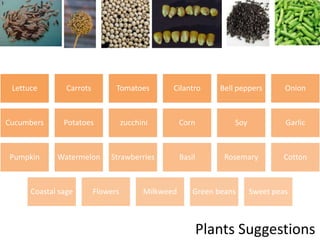Plants Suggestions