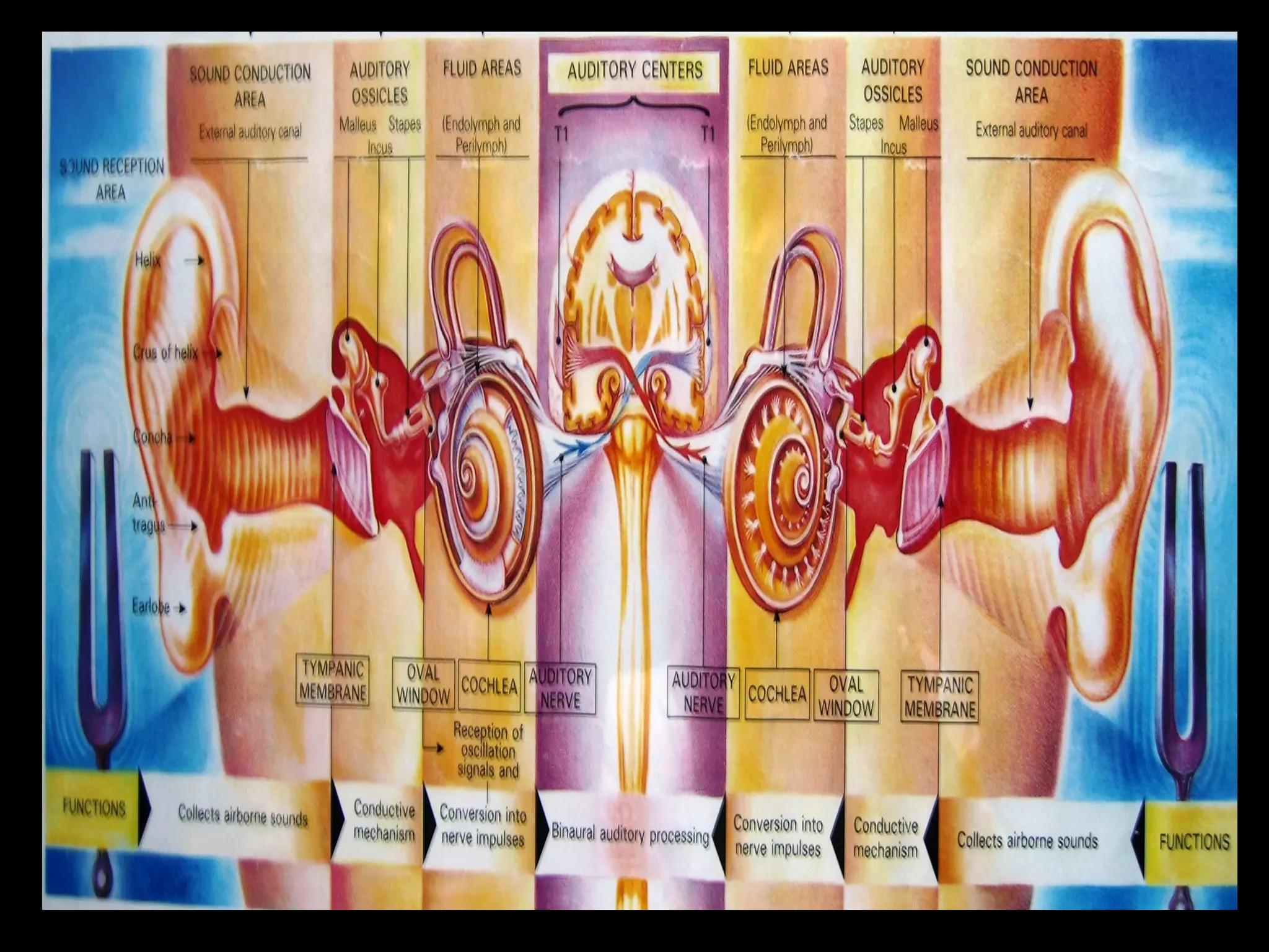Physiology of hearing and balance | PPT