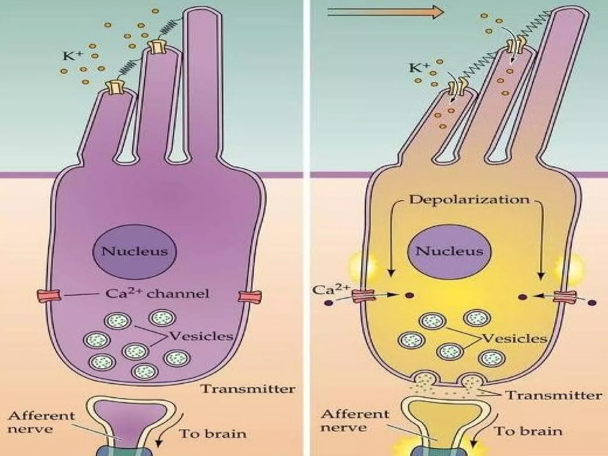 Physiology of hearing and balance | PPT
