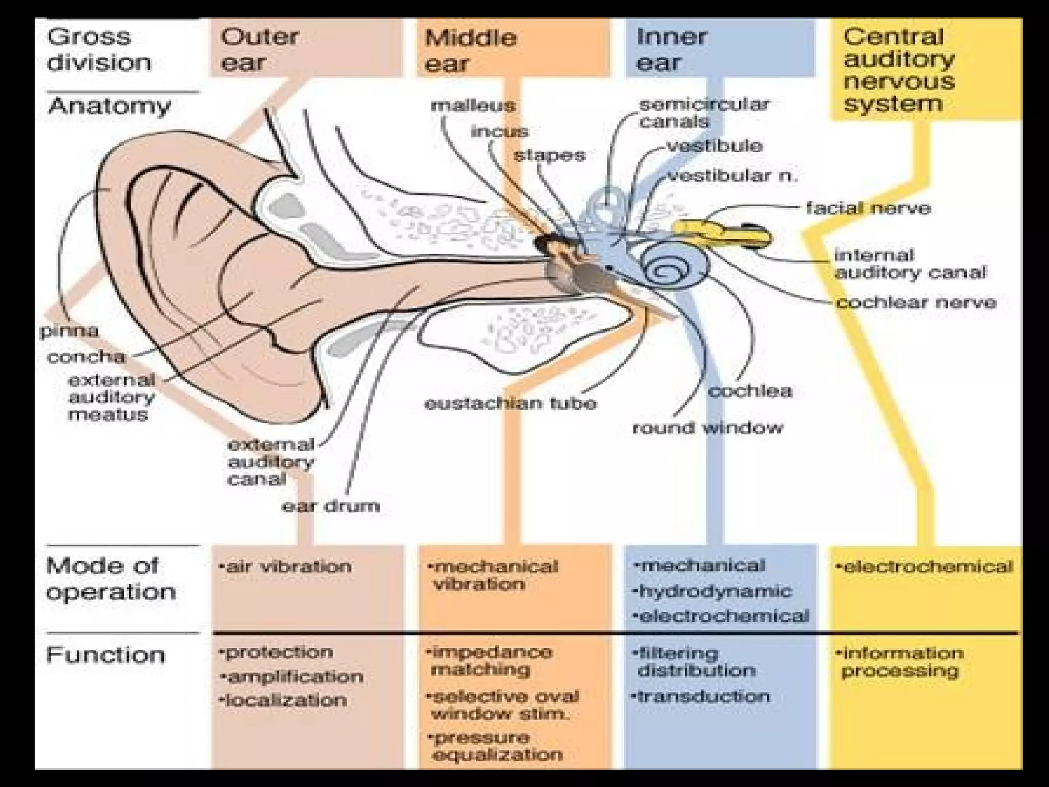 Physiology of hearing and balance | PPT