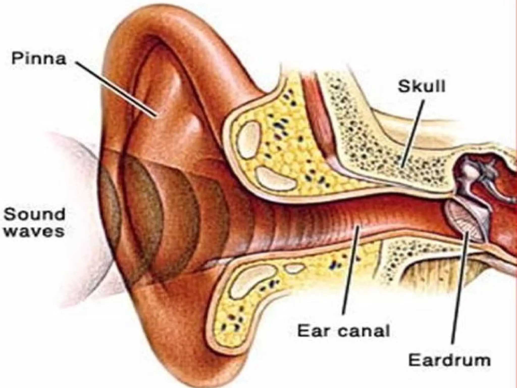 Physiology of hearing and balance | PPT