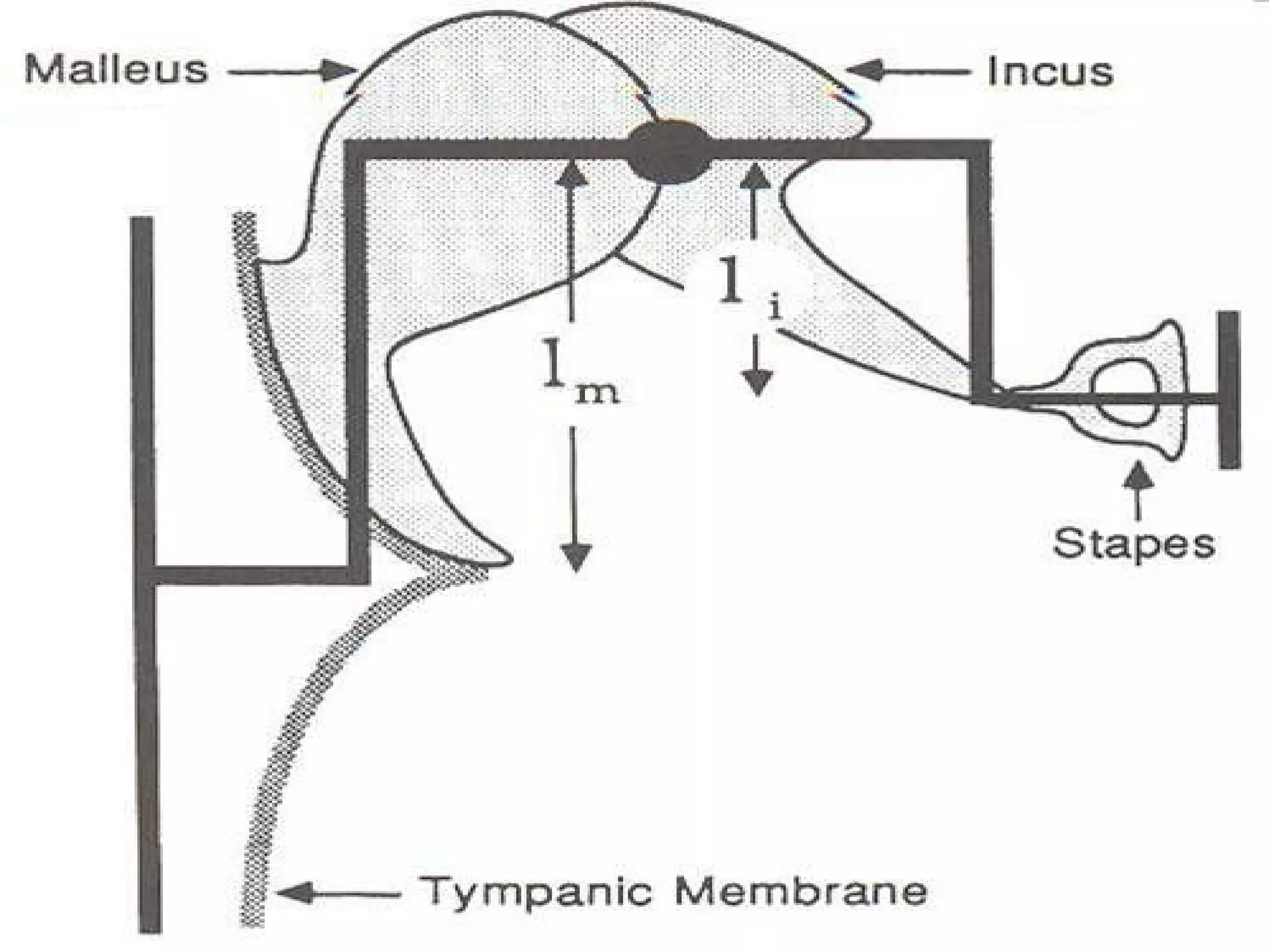 Physiology of hearing and balance | PPT