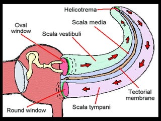 Physiology of hearing and balance | PPT