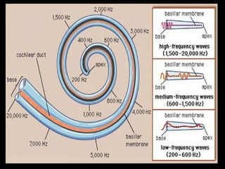 Physiology of hearing and balance | PPT