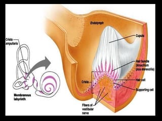 Physiology of hearing and balance | PPT