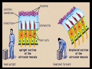 Physiology of hearing and balance | PPT
