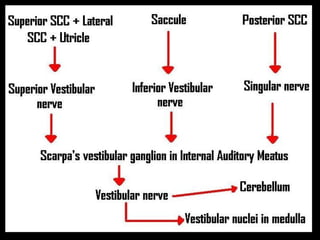 Physiology of hearing and balance | PPT