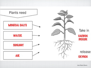 MINERAL SALTS
WATER
SUNLIGHT
AIR
CARBON
DIOXIDE
OXYGEN
Lucía Ábalos Álvarez
 