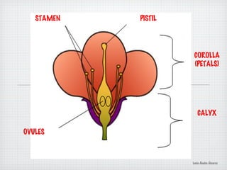 COROLLA
(PETALS)
CALYX
OVULES
PISTILSTAMEN
Lucía Ábalos Álvarez
 