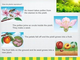 An insect takes pollen from
the stamen to the pistil.
The pollen joins an ovule inside the pistil.
They make a seed.
The petals fall off and the pistil grows into a fruit.
The fruit falls on the ground and its seed grows into a
new plant.
How do plants reproduce?
Lucía Ábalos Álvarez
 