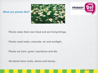 Plants make their own food and are living things.
Plants need water, minerals, air and sunlight.
Plants are born, grow, reproduce and die.
All plants have roots, stems and leaves.
What are plants like?
Lucía Ábalos Álvarez
 