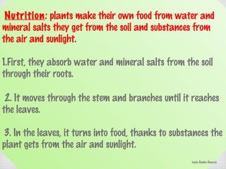 Nutrition: plants make their own food from water and
mineral salts they get from the soil and substances from
the air and sunlight.
1.First, they absorb water and mineral salts from the soil
through their roots.
2. It moves through the stem and branches until it reaches
the leaves.
3. In the leaves, it turns into food, thanks to substances the
plant gets from the air and sunlight.
Lucía Ábalos Álvarez
 