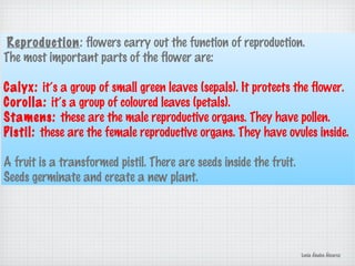 Reproduction: flowers carry out the function of reproduction.
The most important parts of the flower are:
Calyx: it’s a group of small green leaves (sepals). It protects the flower.
Corolla: it’s a group of coloured leaves (petals).
Stamens: these are the male reproductive organs. They have pollen.
Pistil: these are the female reproductive organs. They have ovules inside.
A fruit is a transformed pistil. There are seeds inside the fruit.
Seeds germinate and create a new plant.
Lucía Ábalos Álvarez
 