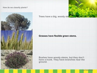 How do we classify plants?
Trees have a big, woody stem called a trunk.
Grasses have flexible green stems.
Bushes have woody stems, but they don’t
have a trunk. They have branches near the
ground.
Lucía Ábalos Álvarez
 