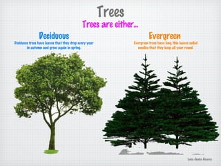 Trees
Trees are either...
Deciduous
Deciduous trees have leaves that they drop every year
in autumn and grow again in spring.
Evergreen
Evergreen trees have long thin leaves called
needles that they keep all year round.
Lucía Ábalos Álvarez
 