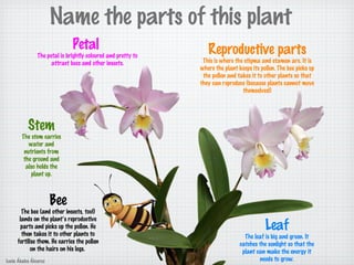 Name the parts of this plant
Petal
The petal is brightly coloured and pretty to
attract bees and other insects.
Stem
The stem carries
water and
nutrients from
the ground and
also holds the
plant up.
Leaf
The leaf is big and green. It
catches the sunlight so that the
plant can make the energy it
needs to grow.
Reproductive parts
This is where the stigma and stamen are. It is
where the plant keeps its pollen. The bee picks up
the pollen and takes it to other plants so that
they can reproduce (because plants cannot move
themselves!)
Bee
The bee (and other insects, too!)
lands on the plant’s reproductive
parts and picks up the pollen. He
then takes it to other plants to
fertilise them. He carries the pollen
on the hairs on his legs.
Lucía Ábalos Álvarez
 