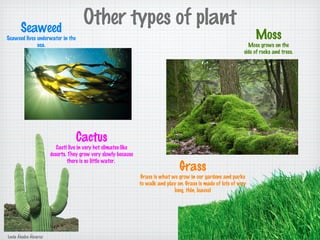 Other types of plant
Cactus
Cacti live in very hot climates like
deserts. They grow very slowly because
there is so little water.
Seaweed
Seaweed lives underwater in the
sea.
Moss
Moss grows on the
side of rocks and trees.
Grass
Grass is what we grow in our gardens and parks
to walk and play on. Grass is made of lots of very
long, thin, leaves!
Lucía Ábalos Álvarez
 