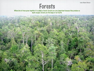 ForestsWhen lots of trees grow together it is called a forest. Forests are very important because they produce so
much oxygen. Forests are the lungs of our Earth.
Lucía Ábalos Álvarez
 