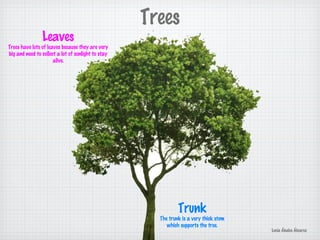 Trees
Leaves
Trees have lots of leaves because they are very
big and need to collect a lot of sunlight to stay
alive.
Trunk
The trunk is a very thick stem
which supports the tree.
Lucía Ábalos Álvarez
 
