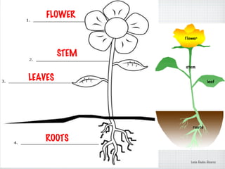 FLOWER
STEM
LEAVES
ROOTS
Lucía Ábalos Álvarez
 