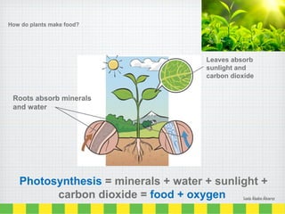 Photosynthesis = minerals + water + sunlight +
carbon dioxide = food + oxygen
Roots absorb minerals
and water
Leaves absorb
sunlight and
carbon dioxide
How do plants make food?
Lucía Ábalos Álvarez
 