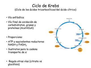 Ciclo de Krebs
(Ciclo de los ácidos tricarboxílicos/del ácido cítrico)
• Vía anfibólica
• Vía final de oxidación de
carbohidratos, grasas y
proteínas (AcetilCoA)
• Proporciona:
• ATP y equivalentes reductores
NADH y FADH2
• Sustratos para la cadena
transporte de e-
• Regula otras vías (citrato vs
glucólisis)
 