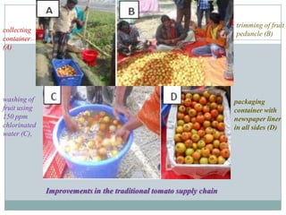 Post harvest loss reduction of Tomato | PDF