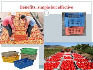 Post harvest loss reduction of Tomato | PDF