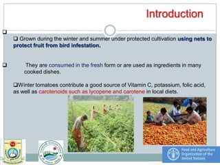 Post harvest loss reduction of Tomato | PDF