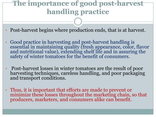Post harvest loss reduction of Tomato | PDF