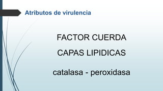 Atributos de virulencia
FACTOR CUERDA
CAPAS LIPIDICAS
catalasa - peroxidasa
 