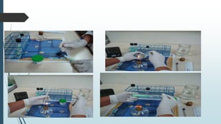 Cultivo por Kudoh en medio Ogawa
 