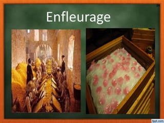 Enfleurage
24
 