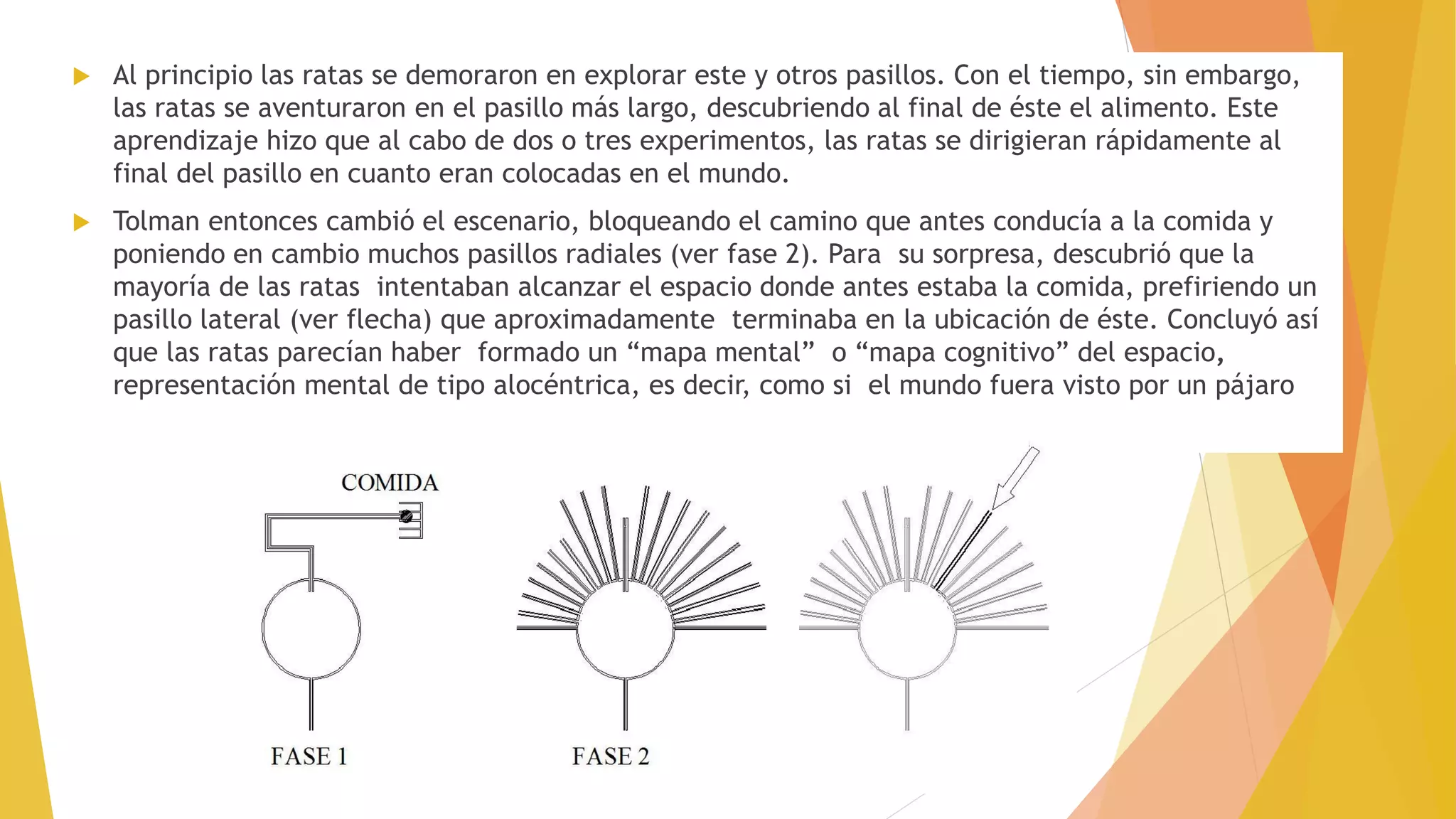  Al principio las ratas se demoraron en explorar este y otros pasillos. Con el tiempo, sin embargo,
las ratas se aventuraron en el pasillo más largo, descubriendo al final de éste el alimento. Este
aprendizaje hizo que al cabo de dos o tres experimentos, las ratas se dirigieran rápidamente al
final del pasillo en cuanto eran colocadas en el mundo.
 Tolman entonces cambió el escenario, bloqueando el camino que antes conducía a la comida y
poniendo en cambio muchos pasillos radiales (ver fase 2). Para su sorpresa, descubrió que la
mayoría de las ratas intentaban alcanzar el espacio donde antes estaba la comida, prefiriendo un
pasillo lateral (ver flecha) que aproximadamente terminaba en la ubicación de éste. Concluyó así
que las ratas parecían haber formado un “mapa mental” o “mapa cognitivo” del espacio,
representación mental de tipo alocéntrica, es decir, como si el mundo fuera visto por un pájaro
 