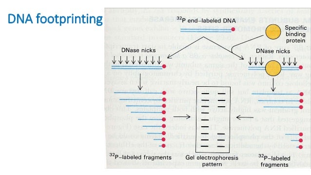 dna footprinting