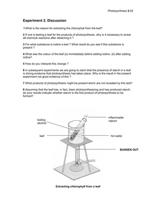 Photosynthesis 2.02
Experiment 2. Discussion
I What is the reason for extracting the chlorophyll from the leaf?
2 If one is testing a leaf for the products of photosynthesis, why is it necessary to arrest
all chemical reactions after detaching it ?
3 For what substance is iodine a test ? What result do you see if this substance is
present ?
4 What was the colour of the leaf (a) immediately before adding iodine, (b) after adding
iodine?
5 How do you interpret this change ?
6 In subsequent experiments we are going to claim that the presence of starch in a leaf
is strong evidence that photosynthesis has taken place. Why is the result in the present
experiment not good evidence of this ?
7 What products of photosynthesis might be present which are not revealed by this test?
8 Assuming that the leaf has, in fact, been photosynthesizing and has produced starch,
do your results indicate whether starch is the first product of photosynthesis to be
formed?
inflammable
vapour
BUNSEN OUT
boiling
alcohol
leaf hot water
Extracting chlorophyll from a leaf
 